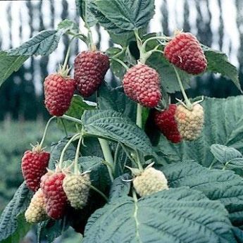 Thornless Raspberry plants