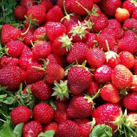 Photo of Sequoia Strawberry Plant