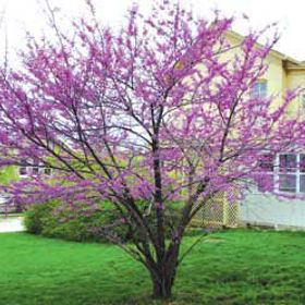 Photo of American Redbud Tree