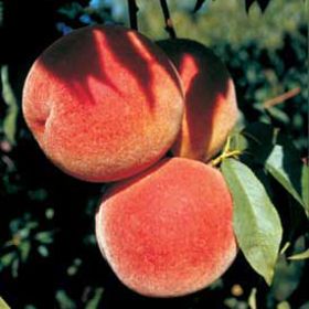 Photo of Flamin' Fury® Jumbo Peach Tree