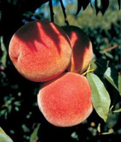 Photo of Flamin' Fury® Jumbo Peach Tree