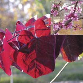 Photo of Forest Pansy Redbud Tree