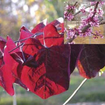 Photo of Forest Pansy Redbud Tree