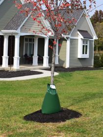 Photo of Oasis™ Tree Watering Bag