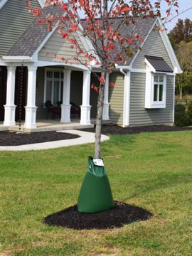 Photo of Oasis™ Tree Watering Bag