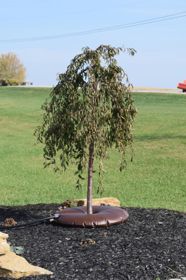 Photo of Arbor Springs™ Tree Watering Bag