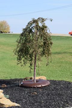 Photo of Arbor Springs™ Tree Watering Bag