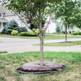 Photo of Arbor Springs™ Tree Watering Bag