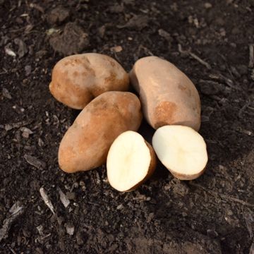 Photo of Butte Seed Potato
