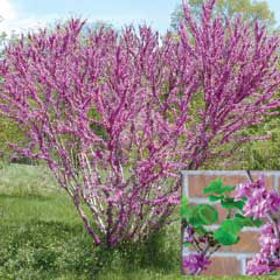 Photo of Don Egolf Redbud Tree