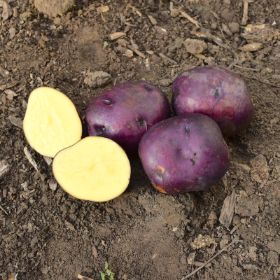 Photo of Huckleberry Gold Seed Potato