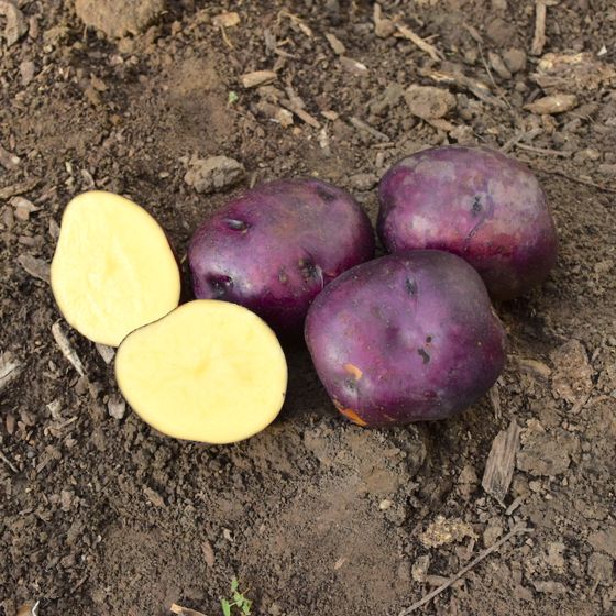 Photo of Huckleberry Gold Seed Potato