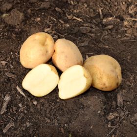 Photo of King Harry Seed Potato