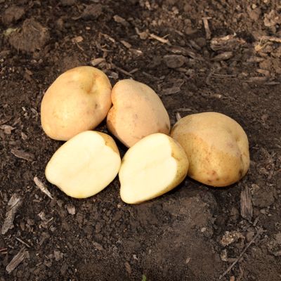 Photo of King Harry Seed Potato