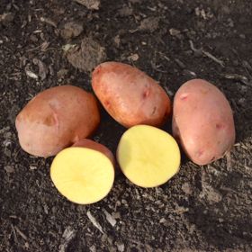 Photo of Rose Gold Seed Potato