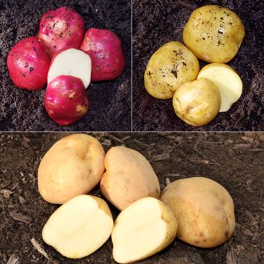 Photo of Early-Season Seed Potato Collection