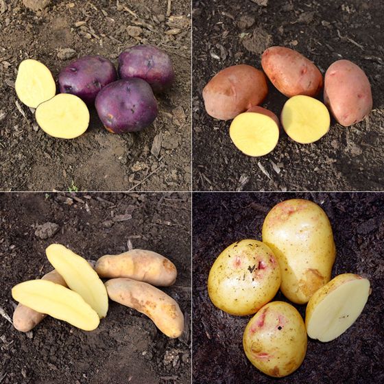 Photo of Heart of Gold Seed Potato Collection