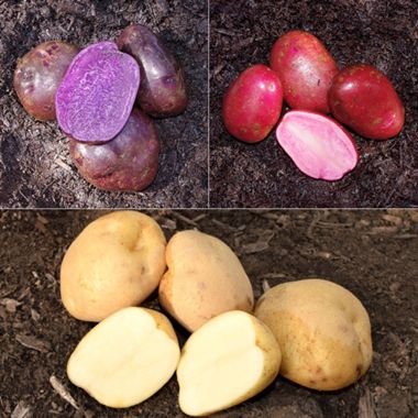 Photo of Red, White and Blue Seed Potato Collection