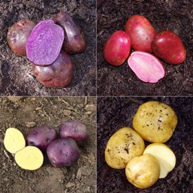 Photo of Rainbow Seed Potato Collection