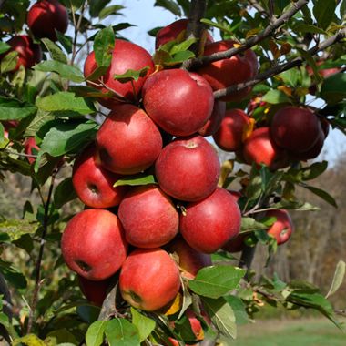 Red Fuji Apple Tree - Stark Bro's