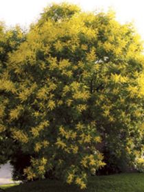 Photo of Golden Raintree Tree