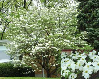 White Flowering Dogwood