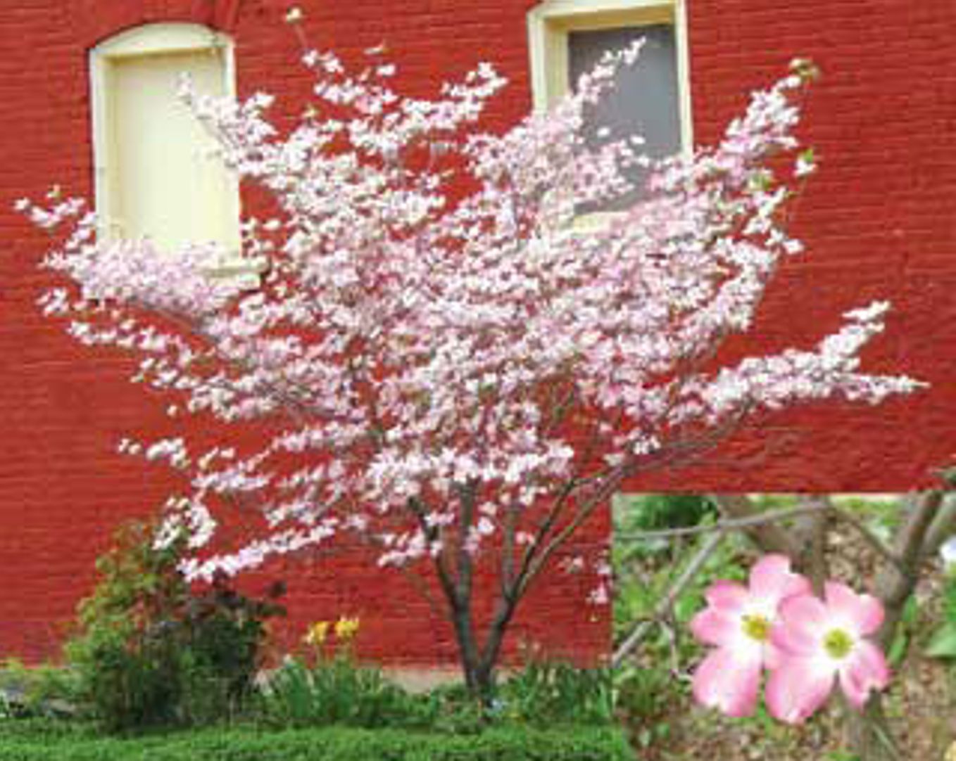 Pink Flowering Dogwood Tree - Stark Bro's