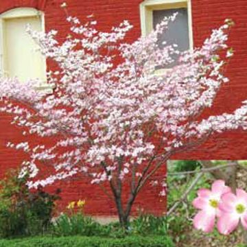 Photo of Pink Flowering Dogwood Tree