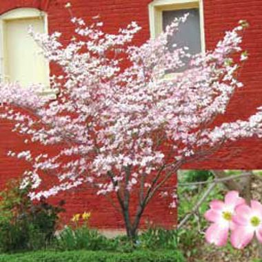 Photo of Pink Flowering Dogwood Tree