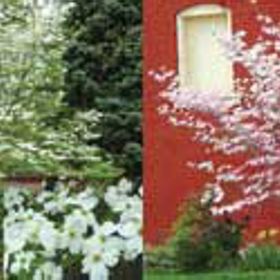 Photo of Flowering Dogwood Assortment