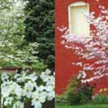 Photo of Flowering Dogwood Assortment