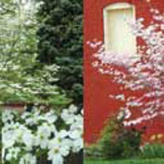 Photo of Flowering Dogwood Assortment
