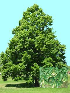Photo of Redmond Linden Tree