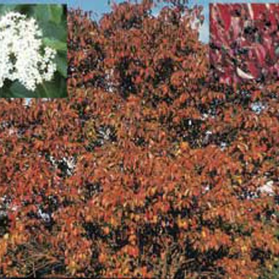 Photo of Nannyberry Viburnum Plant