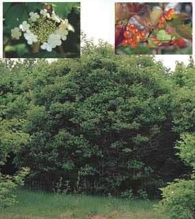 Photo of Highbush Cranberry Plant