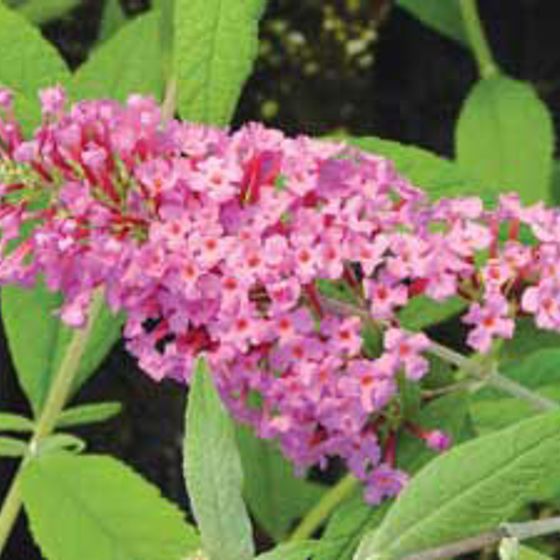 Photo of Pink Butterfly Bush Plant