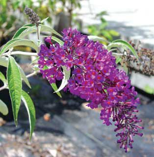 Photo of Royal Red Butterfly Bush Plant