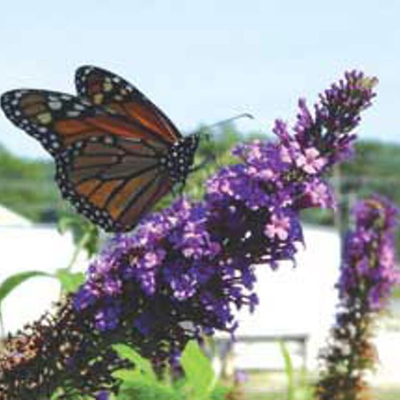 Photo of Dubonnet Lavender Butterfly Bush Plant