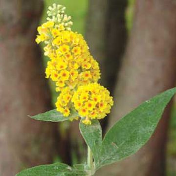 Photo of Honeycomb Yellow Butterfly Bush Plant