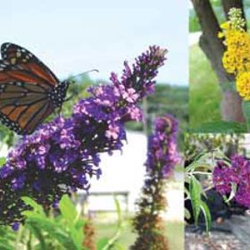 Photo of Butterfly Garden Assortment