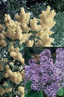 Photo of Stunning Lilac Assortment