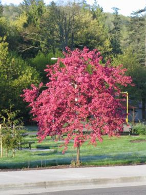 Photo of Prairifire Flowering Crabapple Tree