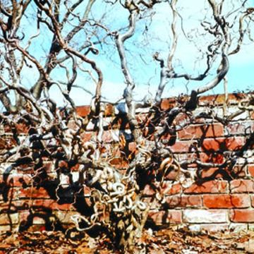 Photo of Harry Lauder's Walking Stick Plant