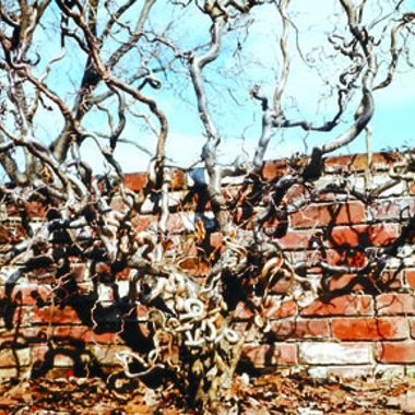 Photo of Harry Lauder's Walking Stick Plant