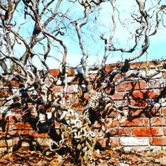 Photo of Harry Lauder's Walking Stick Plant