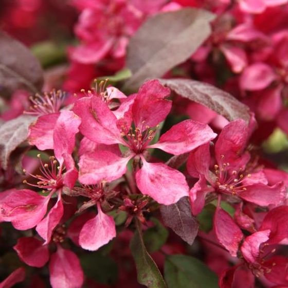 Photo of Profusion Flowering Crabapple Tree