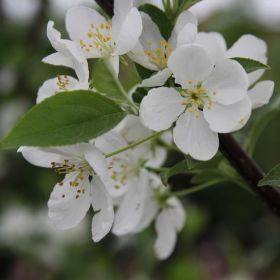 Photo of Snowdrift Flowering Crabapple Tree