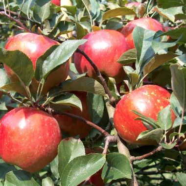 Photo of Stark® Ruby Darling™ Apple Tree