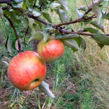 Pink Lady® Apple Tree - Stark Bro's