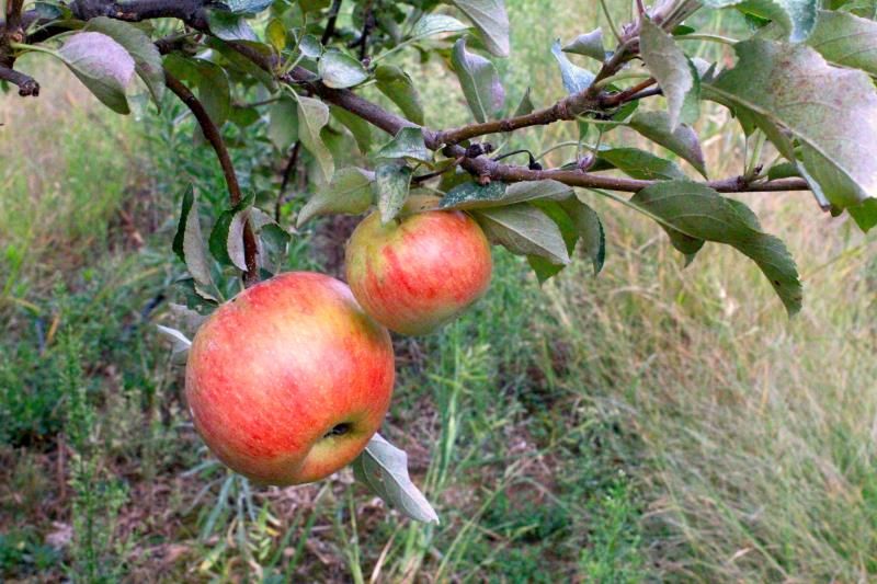 Cortland Apple Tree - Stark Bro's